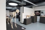 221005 Museo Anatómico Veterinario